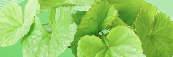 Centella asiatica leaves